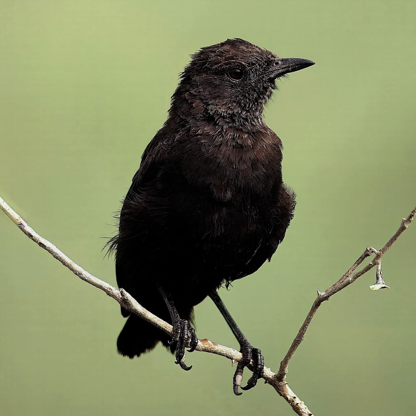 Male Northern Anteater chat